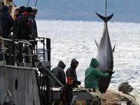 Japonya ton balığı ihtiyacının yüzde 60’ını Rumlar'dan  sağlıyor