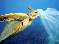 Plastik, deniz kaplumbağalarının soyunu tüketiyor