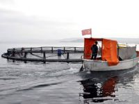 "Kayseri'nin Denizi" Yamula’dan Avrupa sofralarına alabalık servisi