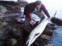 Bodrum’da kıyıya vuran yunus  ciğerinden hastalanmış!