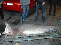 Marmara Denizi'nde 150 kiloluk köpekbalığı yakalandı