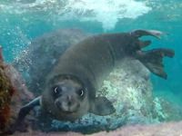 Akdeniz foku Gazipaşa sahilinde görüntülendi