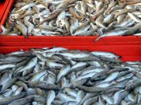 Mezgitte son yılların en verimli  sezonu yaşanıyor