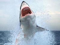 Avusturalya'da köpekbalığı saldırılarının ardı arkası kesilmiyor