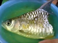 Gövdesinin yarısı olmayan balık 6 ay daha yaşadı!