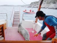Akdeniz foku Kuşadası'nda tekneye sığındı