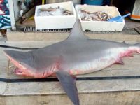 Çanakkale açıklarında "Camgöz" cinsi 2 köpek balığı yakalandı