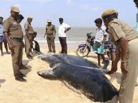 Hindistan'da liderleri olmayan  80 balina karaya vurdu!