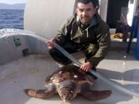 Doğanın dengesi şaştı, Marmara'da balıkçı ağlarına caretta takıldı