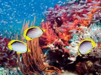 Mercan kayalıklarına ‘Tüp Bebek Tedavisi’