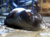 Fırtınada yolunu kaybeden yavru fok sahile vurdu