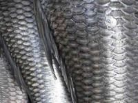 Balık pulunun inanılmaz faydaları!