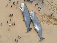 İngiltere'de dev balinalar karaya vurdu
