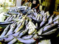 Balıkçılar denize açılamayınca, tezgahlar çiftlik balıklarına kaldı