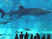 Akvaryumda köpek balığı dehşeti!