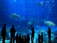 İstanbul Akvaryum Kompleksi Sayıştay raporlarında ‘kaçak’ gözüküyor