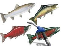 Norveç, somonu petroldan daha pahalı