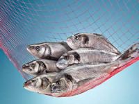 Avrupalılar temizlenmiş, işlem görmüş ve yemeye hazır balık istiyor