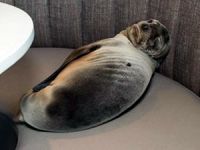 Aç kalan yavru denizaslanı girdiği restoranda uyuyakaldı