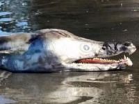 Avustralya'da yarısı yunus balığı yarısı timsah şeklindeki yaratık