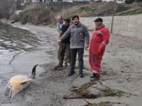 Tekirdağ'da 2.5 metre uzunluğundaki yunus ölüsü kıyıya vurdu