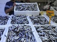 Karadeniz hamsisi 24 ülkeye satıldı