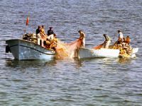 'Balık stoklarının korunması için etkili balıkçılık yönetimi yapılmalı'