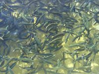 Balıklar e-DNA projesi ile kontrol edilebilecek