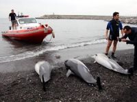 Zonguldak Kozlu sahilinde, üç yunus intihar etti