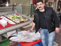 Marmaris'te yakalanan orkinosun midesinden 20 kilo hamsi çıktı