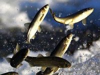 "İnci Kefali Göçü" toplantısı Van'da yapıldı