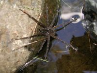 Yüzebilen ve balık yiyebilen yeni örümcek türü keşfedildi
