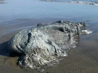 Meksika'da 4 metrelik yeni bir canlı türü bulundu