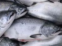 Şili'de somon balığı çiftliklerinde 22,5 milyon balık telef oldu