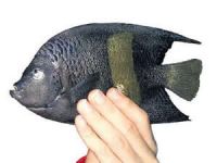 Kızıldeniz kökenli balık türleri sularımızı istila ediyor