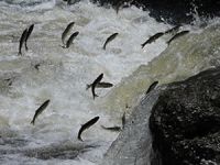 Van Gölü'nde İnci Kefali'nin görsel şöleni başladı