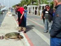 Balıkçı teknesi ipine dolanan  "Caretta Hamza" artık yaşamıyor