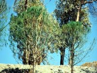 Bodrum'da inşaat firması kuruyan ağaçları yeşile boyadı