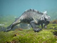 Deniz iguanası su altında besin ararken görüntülendi