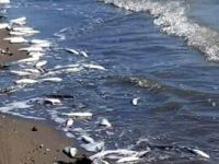 Mersin'de balık ölümleri halkı tedirgin etti