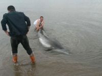 Kayalıklara sıkışan yunus kurtarıldı