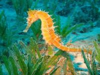 Denizlerdeki canlı popülasyonu yüzde 49 azaldı