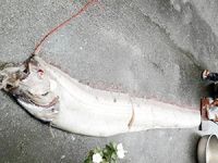 Tayvanlı balıkçının ağına devasa balık takıldı