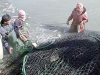 Petrol gelirlerini kaybeden IŞİD’in yeni gelir kaynağı: Balık