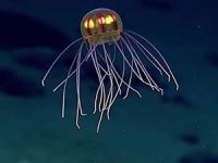 Okyanusta uzaylı denizanası keşfedildi