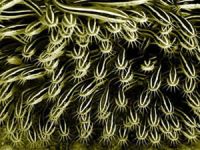 Türkiye sularında zehirli balık türü sayısı 74'i çıktı