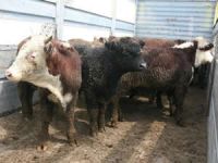 İzmir Limanı turist yerine anguslarla canlandı