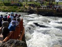 İnci kefalinin 'Görsel Şöleni" büyülüyor