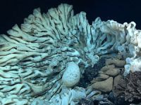 Minibüs büyüklüğünde deniz süngeri bulundu