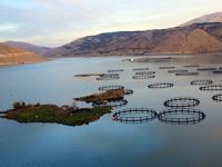 Adıyaman’ın yüzen adaları karaya zincirlendi